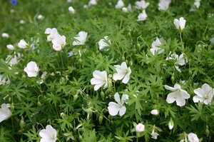 Geranium sanguineum 'Album' P11 - afbeelding 4