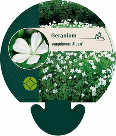Geranium sanguineum 'Album' P11 - afbeelding 10