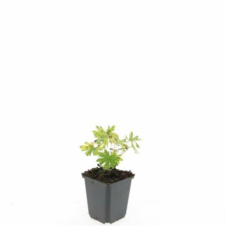 Geranium sanguineum 'Album' P11 - afbeelding 7