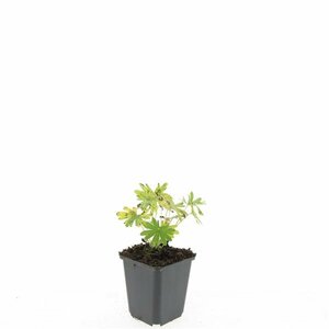 Geranium sanguineum 'Album' P11 - afbeelding 7