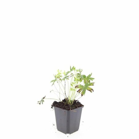 Geranium sanguineum 'Album' P11 - afbeelding 6