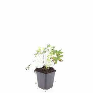 Geranium sanguineum 'Album' P11 - afbeelding 6