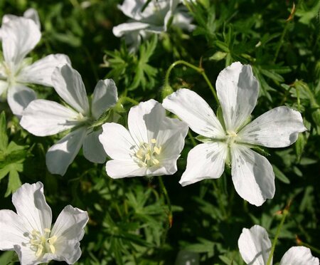 Geranium sanguineum 'Album' P11 - afbeelding 13