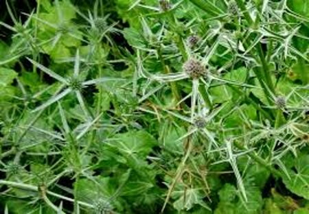 Eryngium variifolium P9