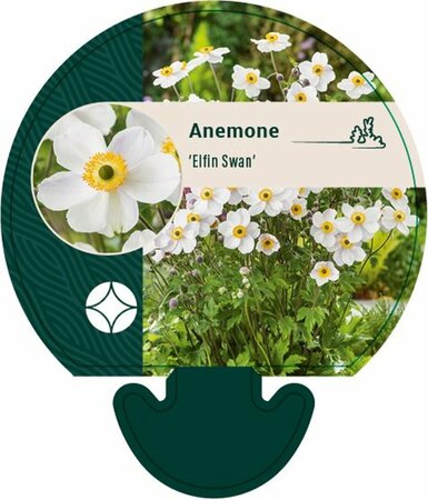 Anemone hybr. 'Elfin Swan' P9 - afbeelding 2