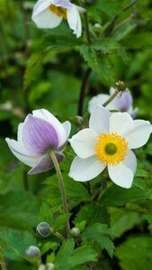 Anemone hybr. 'Elfin Swan' P9