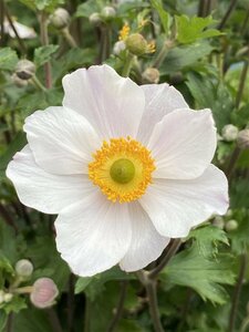Anemone hybr. 'Elfin Swan' P9 - afbeelding 3