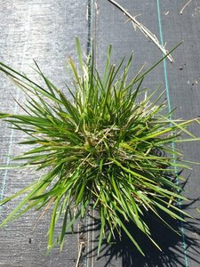 Deschampsia cespitosa C2 - afbeelding 8