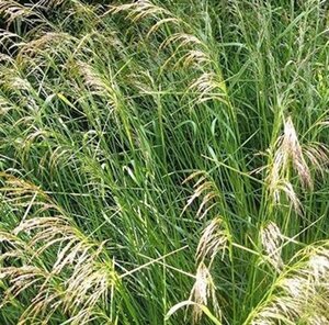 Deschampsia cespitosa C2 - afbeelding 2