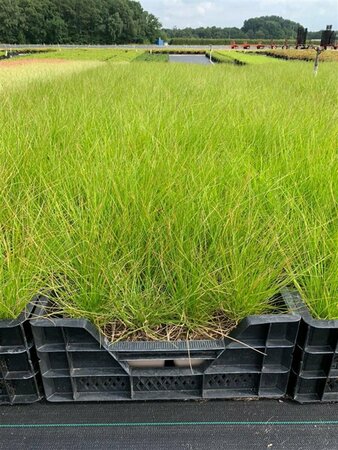 Deschampsia cespitosa C2 - afbeelding 5