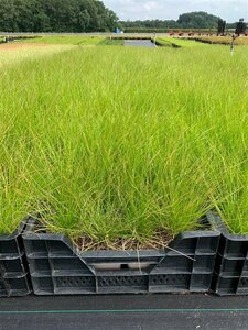 Deschampsia cespitosa C2 - afbeelding 5