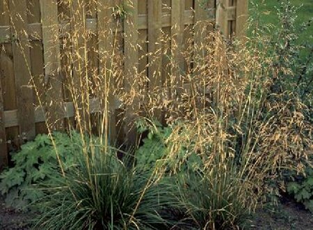 Deschampsia cespitosa C2 - afbeelding 2