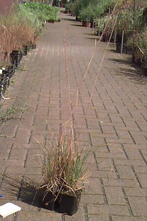 Deschampsia cespitosa C2 - afbeelding 3