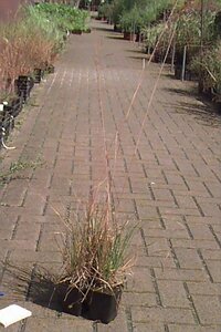 Deschampsia cespitosa C2 - afbeelding 3