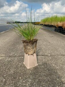 Deschampsia cespitosa C2 - afbeelding 7