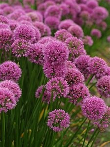 Allium 'Millennium' - afbeelding 6