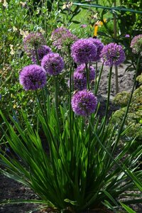 Allium 'Millennium' - afbeelding 3