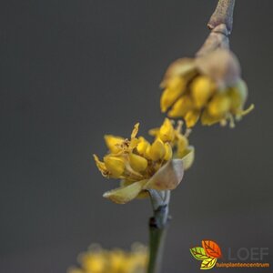 Cornus mas - afbeelding 2