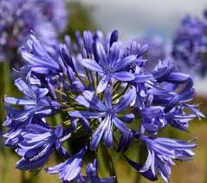 Agapanthus 'Intermedius' C7.5