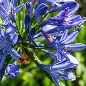 Agapanthus 'Intermedius' - afbeelding 2
