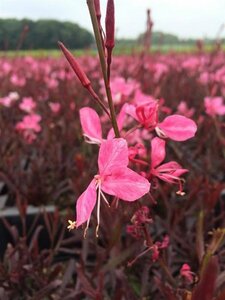 Gaura lindheimeri 'Gaudi Rose' P9 - afbeelding 2