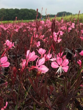 Gaura lindheimeri 'Gaudi Rose' P9 - afbeelding 3