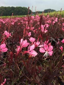 Gaura lindheimeri 'Gaudi Rose' P9 - afbeelding 3