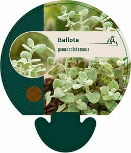 Ballota pseudodictamnus P9