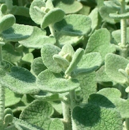 Ballota pseudodictamnus P9 - afbeelding 3