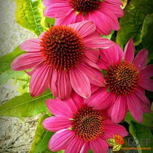 Echinacea purpurea 'Sensation Pink' P11