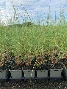 Ammophila arenaria C2 - afbeelding 5