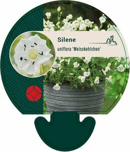 Silene maritima 'Weisskehlchen' P9