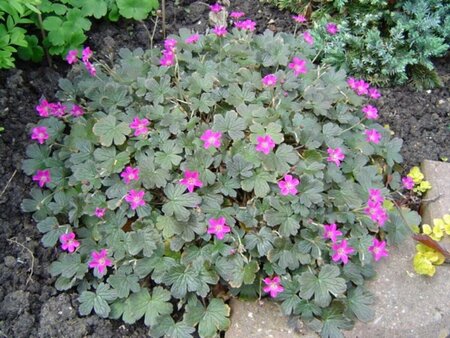 Geranium 'Tanya Rendall' P9 - afbeelding 1