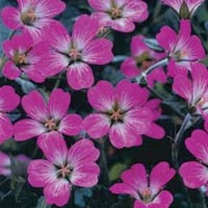 Geranium 'Tanya Rendall' P9 - afbeelding 2