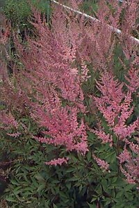Astilbe arendsii 'Erika' P11