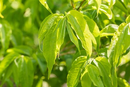 Heptacodium miconioides 175/200 C. - afbeelding 4