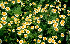 Tanacetum parthenium P9