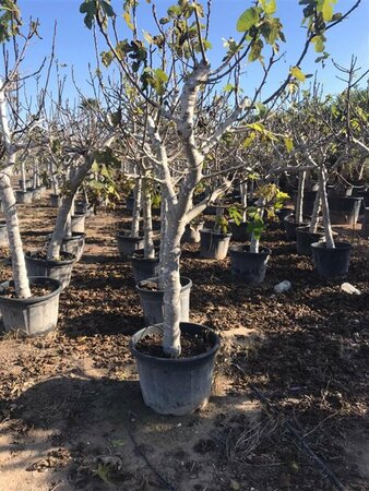 Ficus carica - afbeelding 4