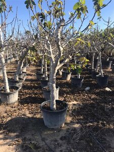Ficus carica - afbeelding 4