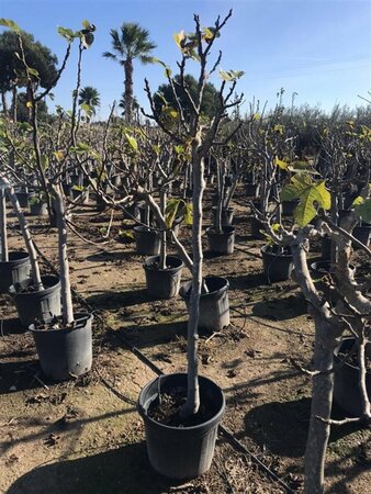 Ficus carica - afbeelding 2