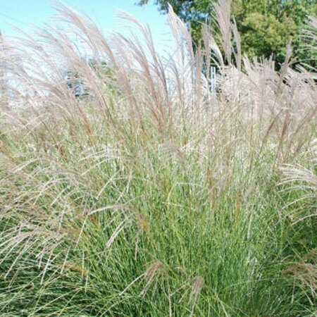 Miscanthus sinensis 'Yaku Jima' C2 - afbeelding 2