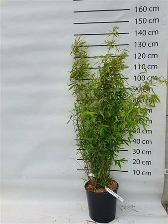 Fargesia 'Winter Joy' 100/125 C. - afbeelding 1