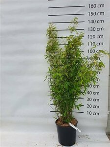 Fargesia 'Winter Joy' 100/125 C.