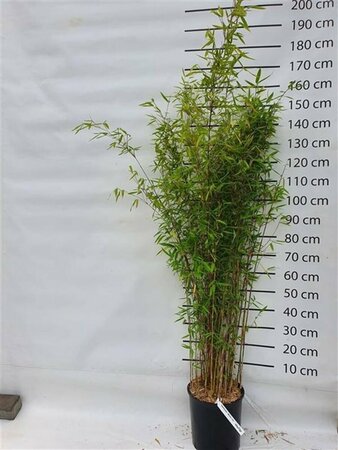 Fargesia 'Winter Joy' 100/125 C. - afbeelding 3