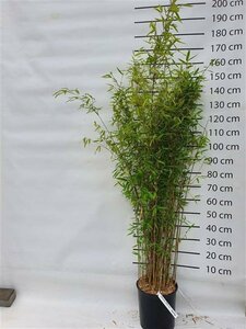 Fargesia 'Winter Joy' 100/125 C. - afbeelding 3