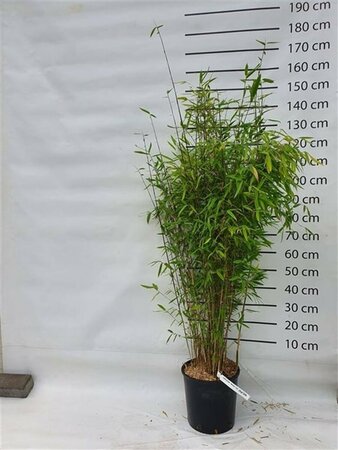 Fargesia 'Winter Joy' 100/125 C. - afbeelding 2