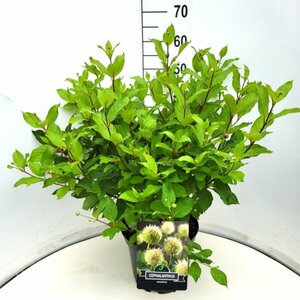 Cephalanthus occidentalis