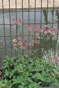 Astrantia major 'Rosensinfonie' P9