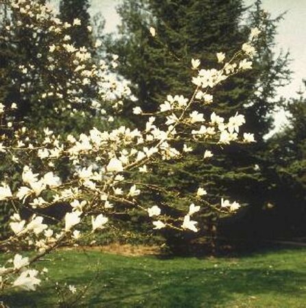 Magnolia kobus 8-10 C.  - afbeelding 2