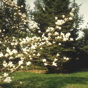 Magnolia kobus 8-10 C.  - afbeelding 2